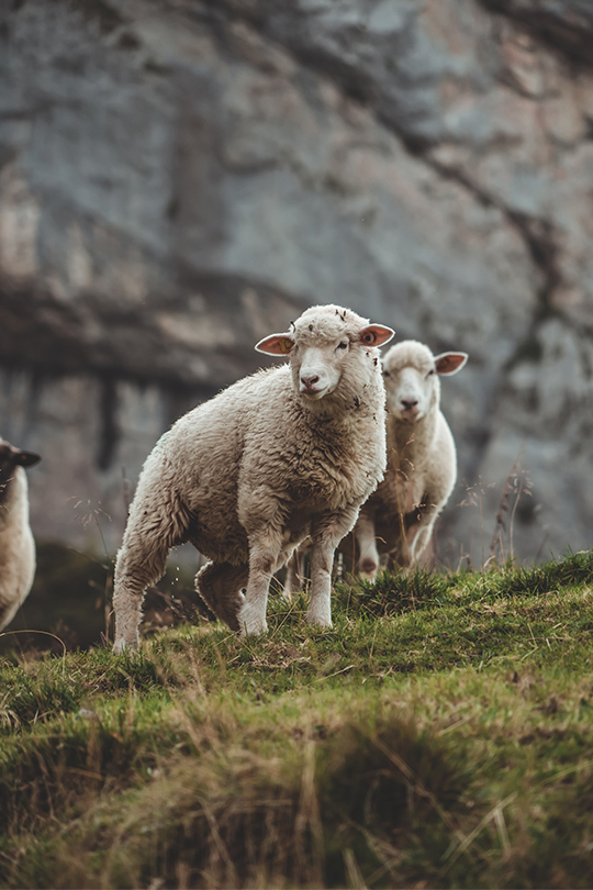 Wool from New Zealand